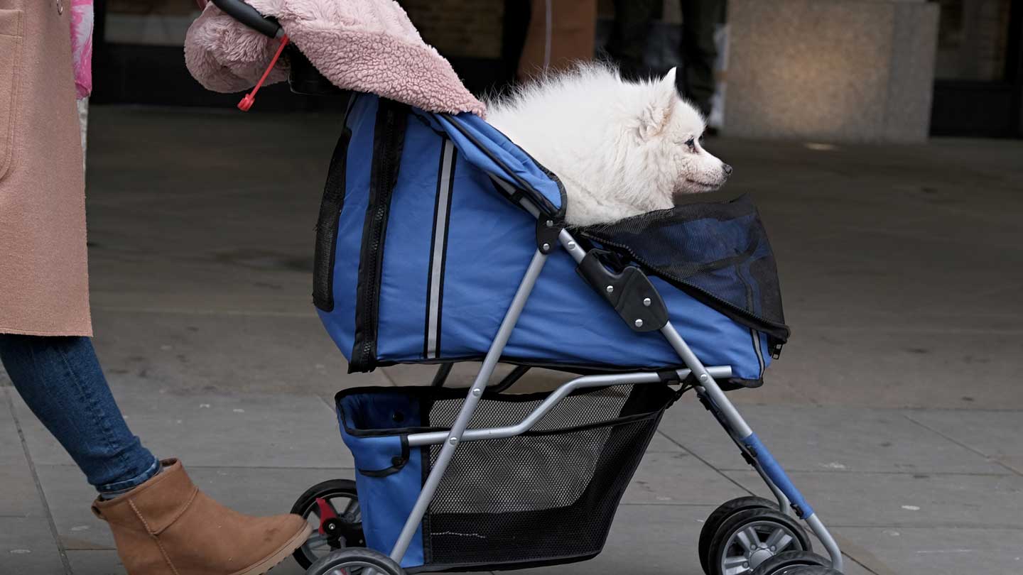 Pet-Stroller-Buying-Guide-4-Factors-You-Should-Consider-on-expertview-online